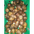 Fresh big taro in 9kg plastic box